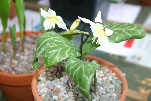 Erythronium multiscapoideum Cliftonii Group 