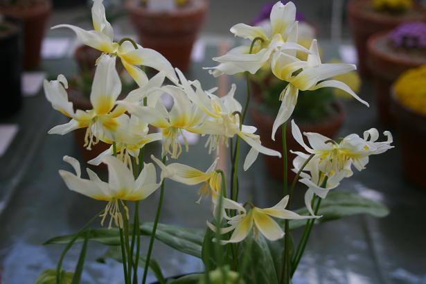 Erythronium multiscapoideum Cliftonii Group 