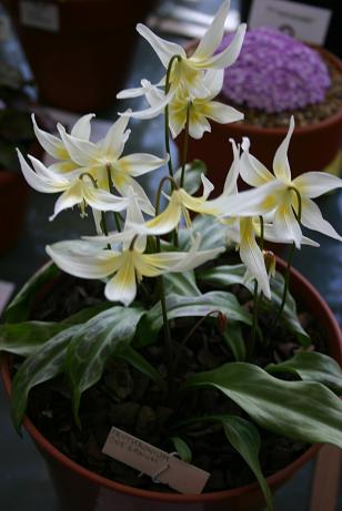 Erythronium oregonum 