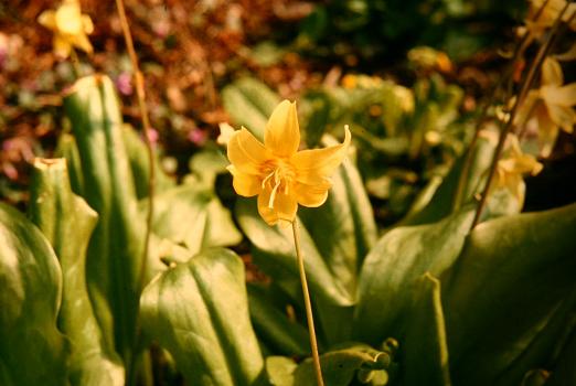 Erythronium revolutum 