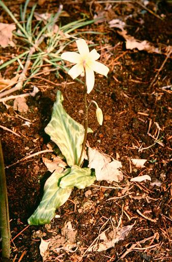 Erythronium revolutum 