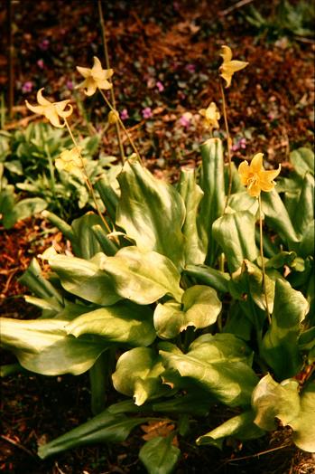 Erythronium revolutum 