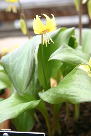 Erythronium 'Sundisc' 