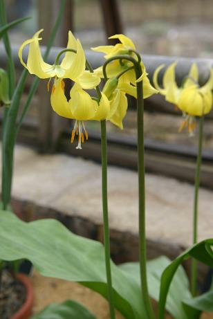 Erythronium 'Susannah' 