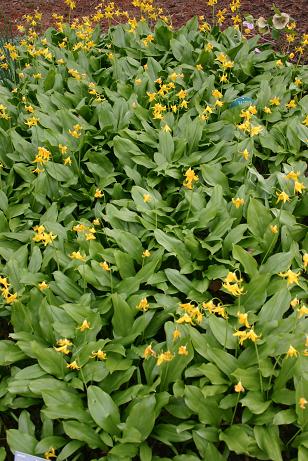 Erythronium tuolumnense 