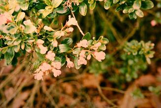 Escallonia 'Apple Blossom' 