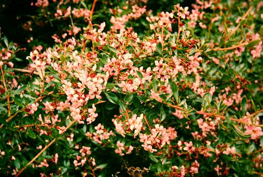 Escallonia macrantha 