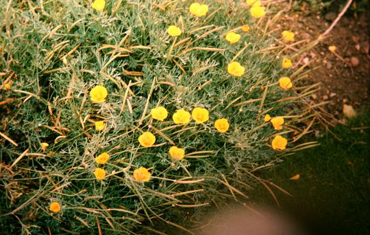 Eschscholzia californica 