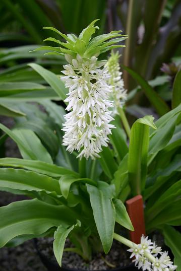 Eucomis autumnalis 