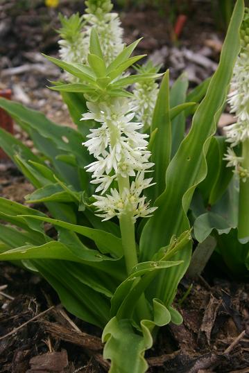 Eucomis autumnalis 