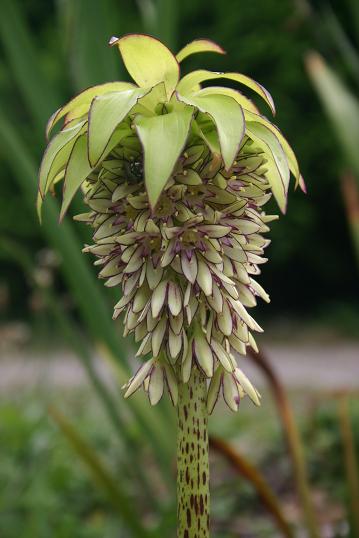 Eucomis bicolor 