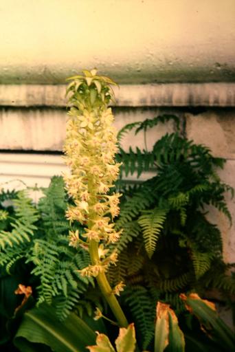 Eucomis bicolor 