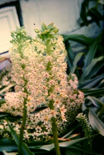 Eucomis comosa 