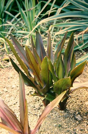 Eucomis comosa 