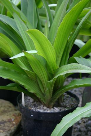 Eucomis comosa var. striata 