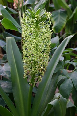 Eucomis pole-evansii 