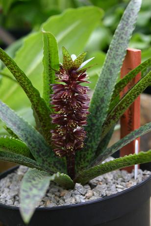 Eucomis vendermerwei 