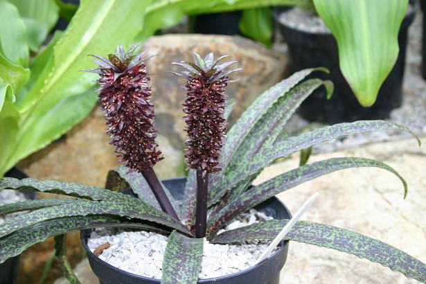 Eucomis vendermerwei 