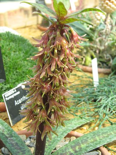 Eucomis vendermerwei 