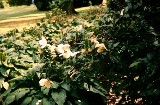 Eucryphia x nymansensis 