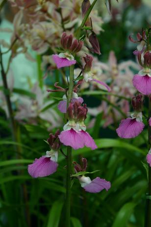 Eulophia guineensis 