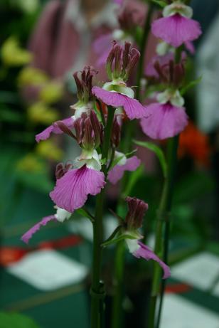 Eulophia guineensis 