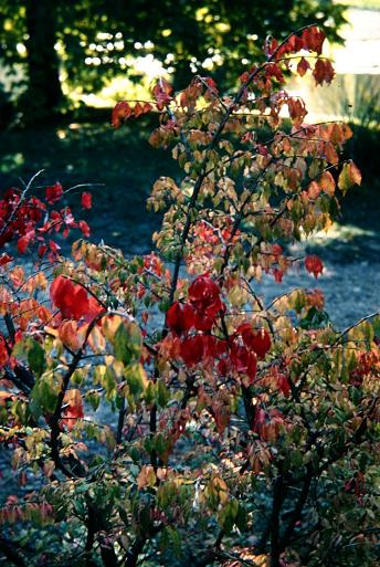 Euonymus alatus 