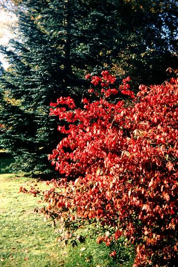 Euonymus alatus 