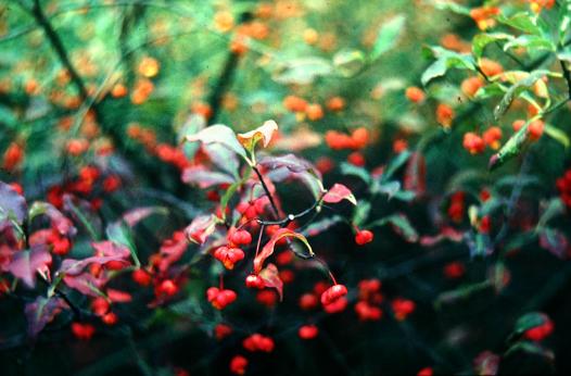 Euonymus europaeus 