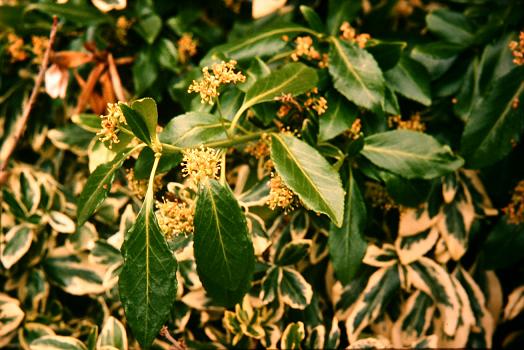 Euonymus fortunei var. radicans 