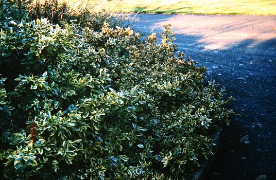 Euonymus fortunei var. radicans 'Variegata' 