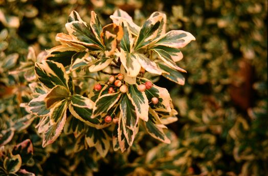 Euonymus fortunei var. radicans 'Variegata' 