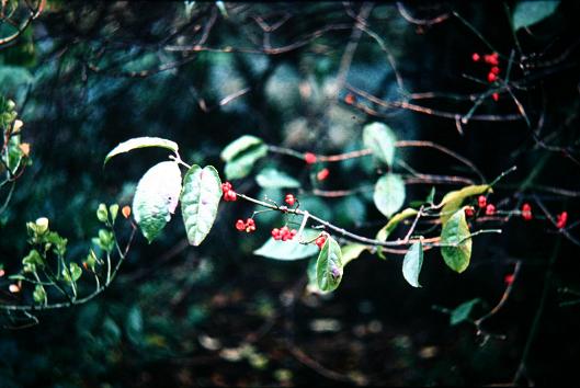 Euonymus hamiltonianus 