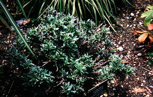 Euonymus japonicus 'Microphyllus Variegatus' 