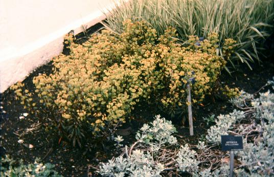 Euphorbia amygdaloides 'Purpurea' 