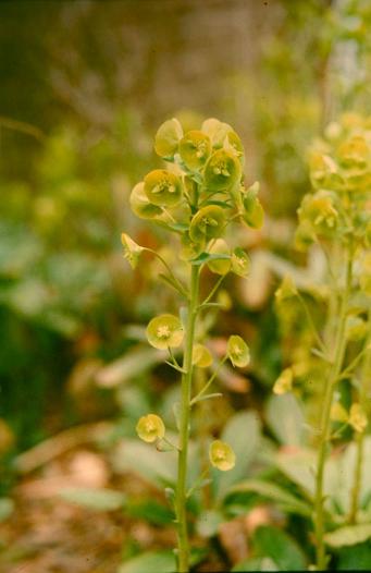 Euphorbia amygdaloides var. robbiae 