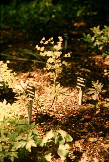 Euphorbia amygdaloides 'Variegata' 