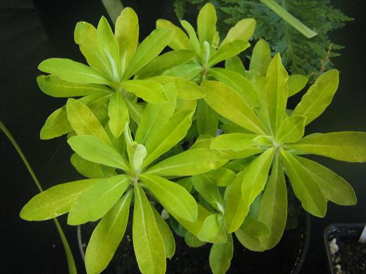 Euphorbia amygdaloides 'Yellow leaved Form' 