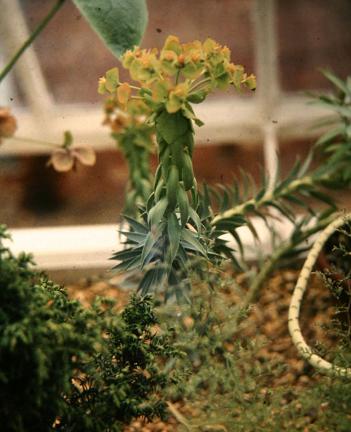 Euphorbia biglandulosa 