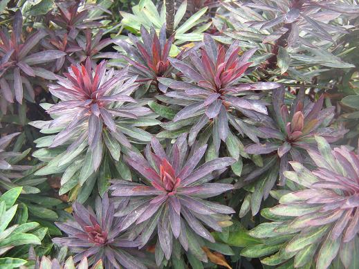 Euphorbia 'Blackbird' 