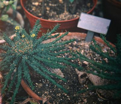 Euphorbia caput-medusae 