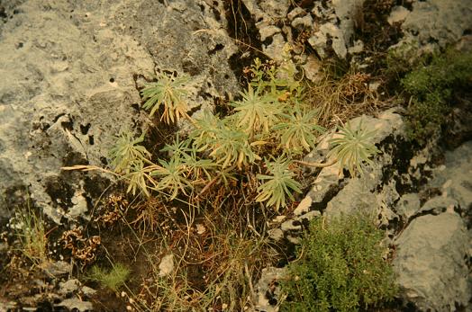 Euphorbia characias 