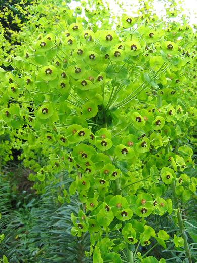 Euphorbia characias 