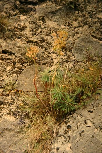 Euphorbia characias 