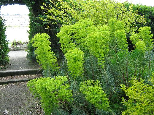 Euphorbia characias 