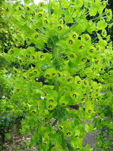 Euphorbia characias 