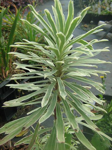 Euphorbia characias 'Silver Swan' 