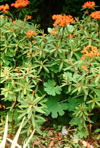 Euphorbia griffithii 