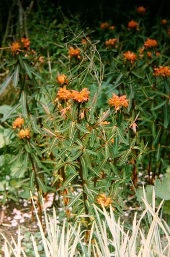 Euphorbia griffithii 