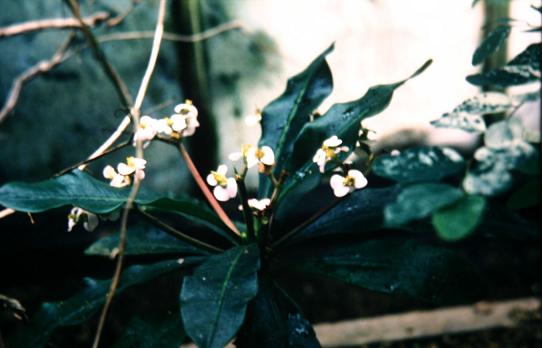 Euphorbia heptagona 